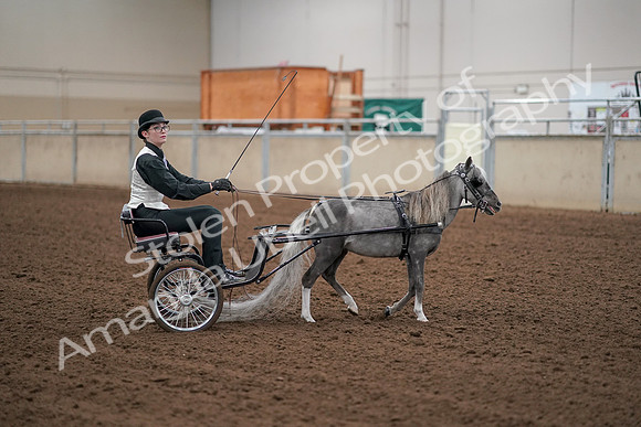2019 Morgan Horse Show - Aug 30, 2019 - 13350