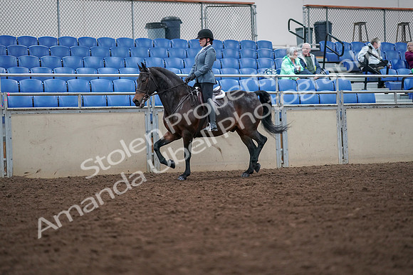 2019 Morgan Horse Show - Aug 30, 2019 - 18312