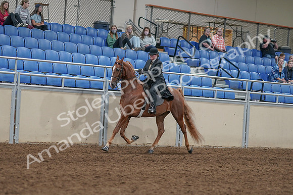 2020 - AB Morgan Horse - Fri, Sept 04 - 11428
