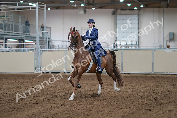 2020 - AB Morgan Horse - Sat, Sept 05 - 06062