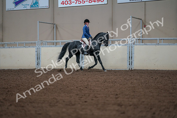 2019 Morgan Horse Show - Aug 30, 2019 - 18549