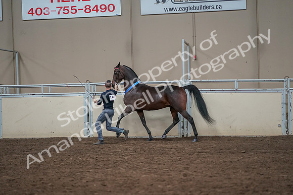 2019 Morgan Horse Show - Aug 31, 2019 - 01455
