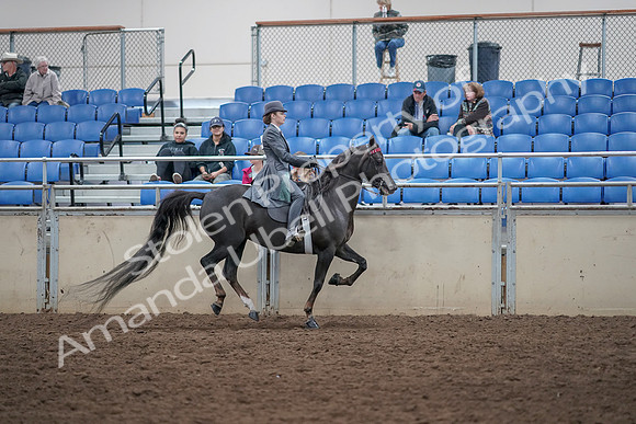 2019 Morgan Horse Show - Aug 31, 2019 - 09731