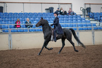 2019 Morgan Horse Show - Aug 31, 2019 - 18006