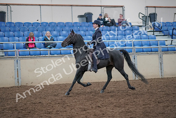 2019 Morgan Horse Show - Aug 31, 2019 - 18006