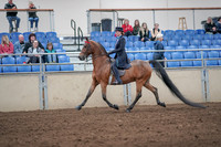 2019 Morgan Horse Show - Aug 31, 2019 - 19921