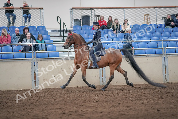 2019 Morgan Horse Show - Aug 31, 2019 - 19921