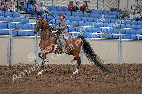2020 - AB Morgan Horse - Fri, Sept 04 - 11365