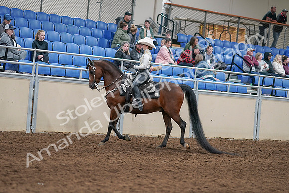 2020 - AB Morgan Horse - Sun, Sept 06 - 07462