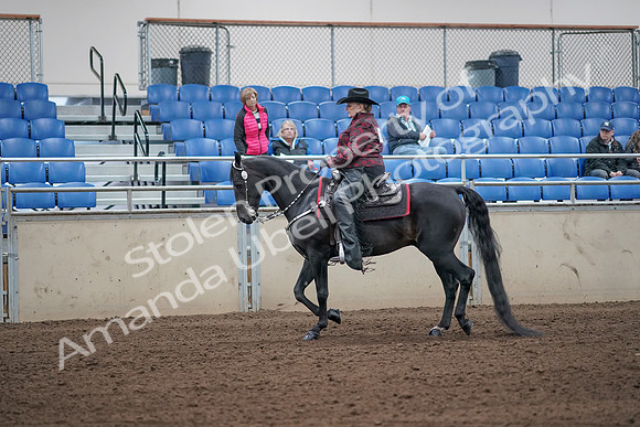 2019 Morgan Horse Show - Aug 31, 2019 - 10560