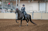2020 - AB Morgan Horse - Sun, Sept 06 - 08288