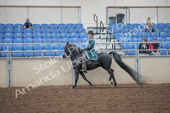 2019 Morgan Horse Show - Aug 30, 2019 - 15589