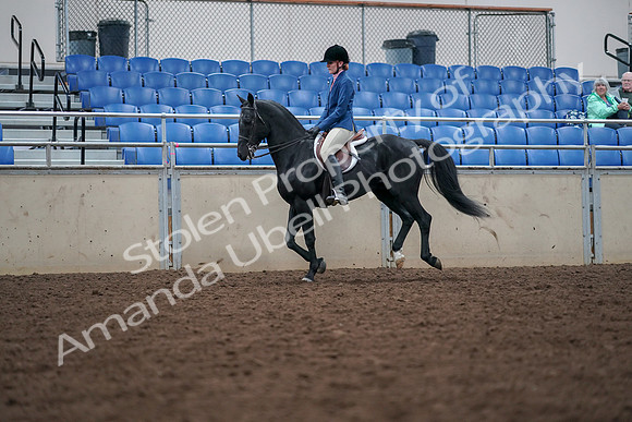2019 Morgan Horse Show - Aug 30, 2019 - 18446