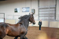 2020 - AB Morgan Horse - Fri, Sept 04 - 08578