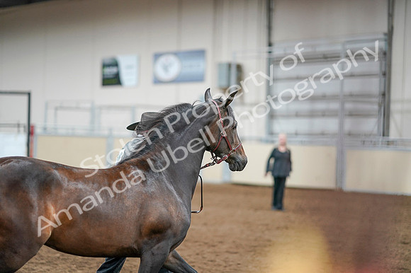 2020 - AB Morgan Horse - Fri, Sept 04 - 08578