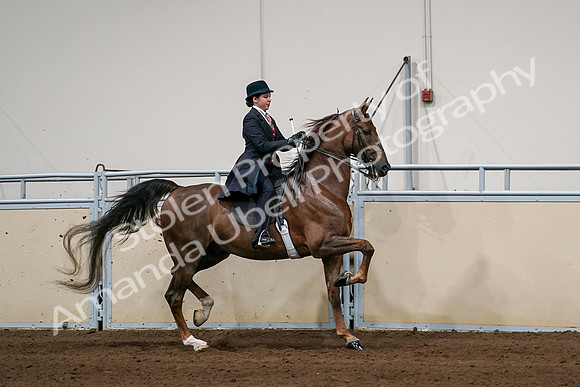2020 - AB Morgan Horse - Sat, Sept 05 - 06382