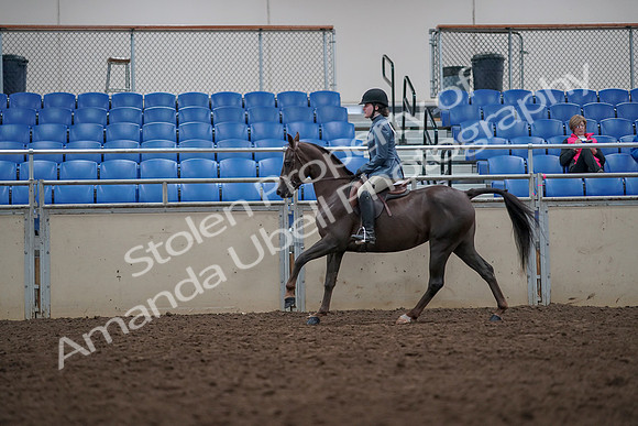 2019 Morgan Horse Show - Aug 31, 2019 - 16679