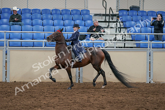 2020 - AB Morgan Horse - Sun, Sept 06 - 07698