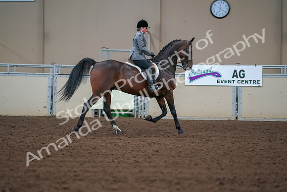 2019 Morgan Horse Show - Aug 30, 2019 - 20674