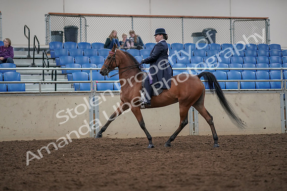 2019 Morgan Horse Show - Aug 30, 2019 - 28361