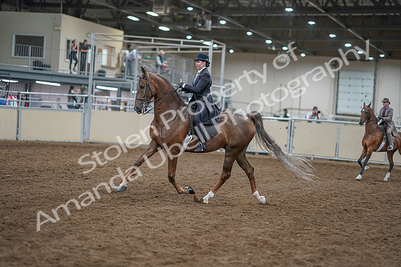 2020 - AB Morgan Horse - Fri, Sept 04 - 11272