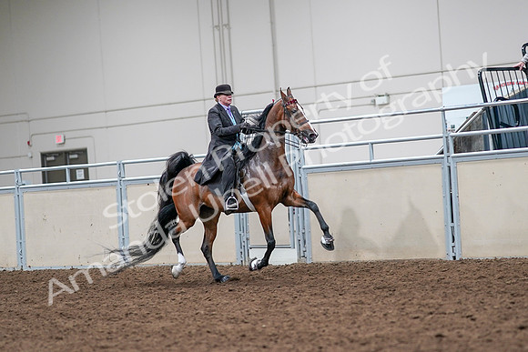 2020 - AB Morgan Horse - Sat, Sept 05 - 13197