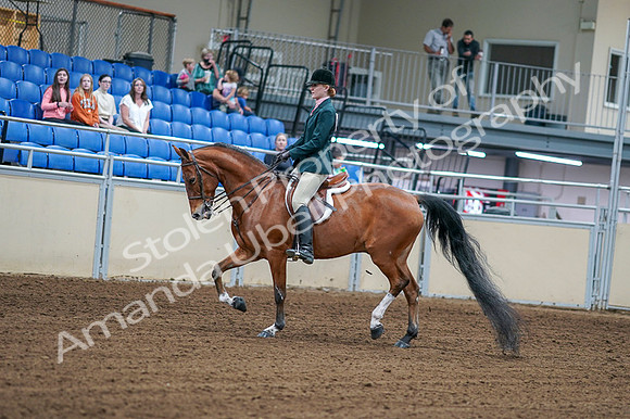 2020 - AB Morgan Horse - Fri, Sept 04 - 01546