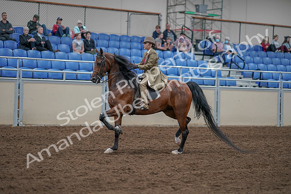 2020 - AB Morgan Horse - Fri, Sept 04 - 11172