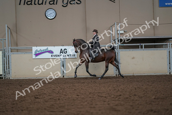 2019 Morgan Horse Show - Aug 30, 2019 - 27900