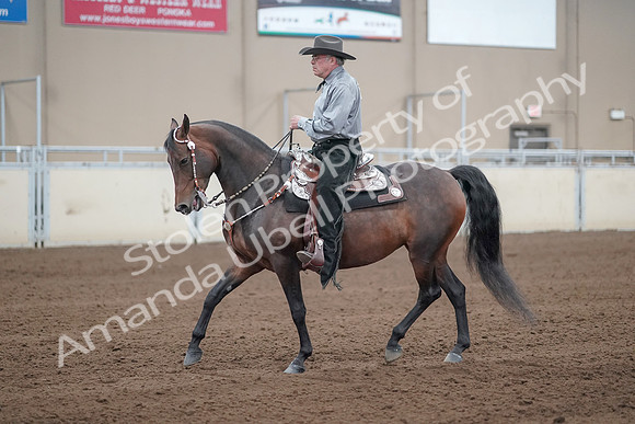 2019 Morgan Horse Show - Sept 01, 2019 - 07218