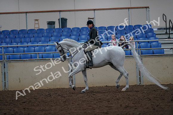 2019 Morgan Horse Show - Aug 31, 2019 - 15973