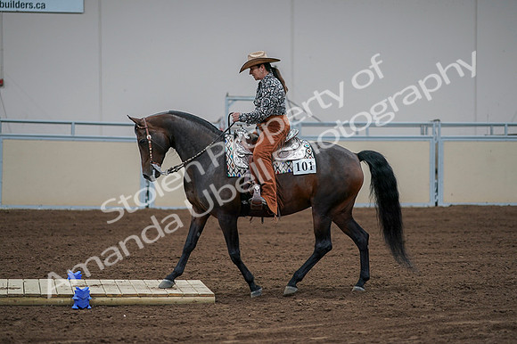 2020 - AB Morgan Horse - Fri, Sept 04 - 00061
