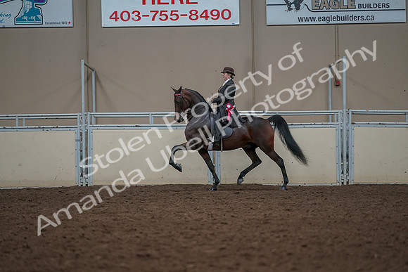 2019 Morgan Horse Show - Aug 30, 2019 - 28337