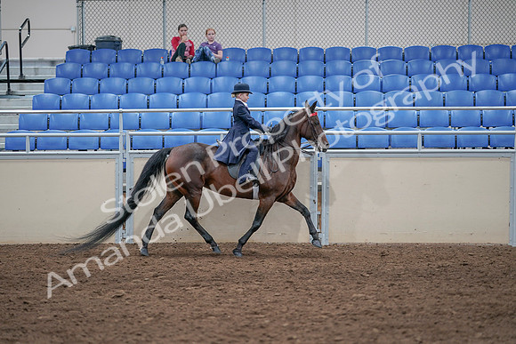 2020 - AB Morgan Horse - Sat, Sept 05 - 04893