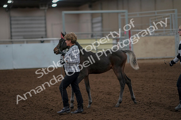 2019 Morgan Horse Show - Aug 30, 2019 - 24857