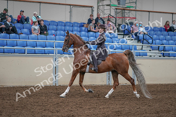 2020 - AB Morgan Horse - Fri, Sept 04 - 11193