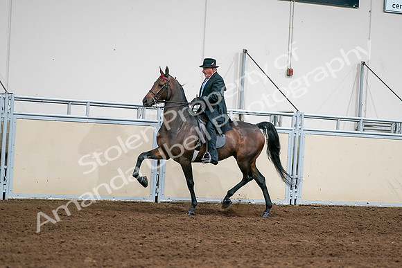 2020 - AB Morgan Horse - Sat, Sept 05 - 08006