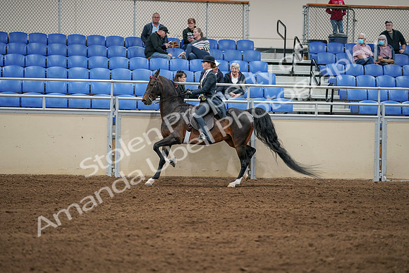 2020 - AB Morgan Horse - Sat, Sept 05 - 06314