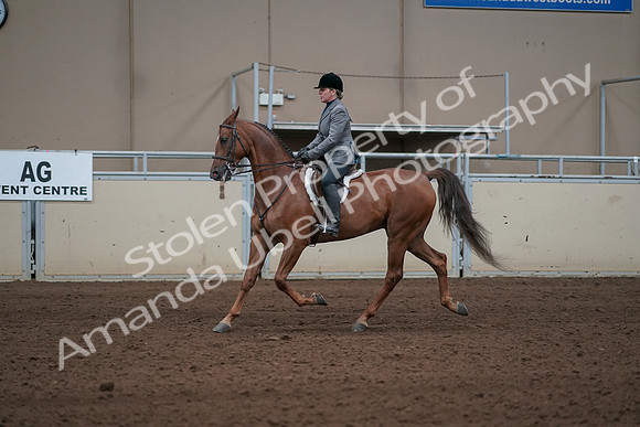 2019 Morgan Horse Show - Sept 01, 2019 - 12281