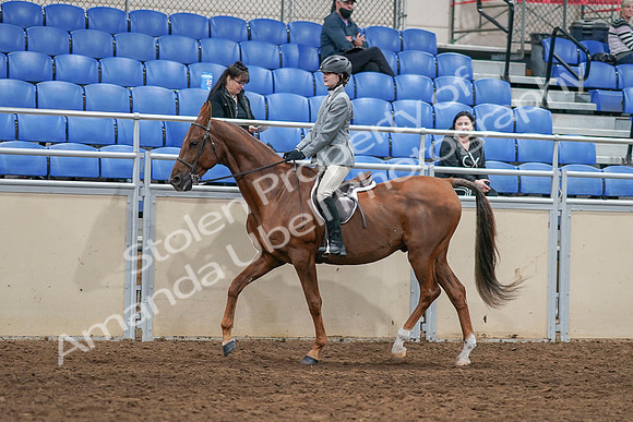 2020 - AB Morgan Horse - Sat, Sept 05 - 02610