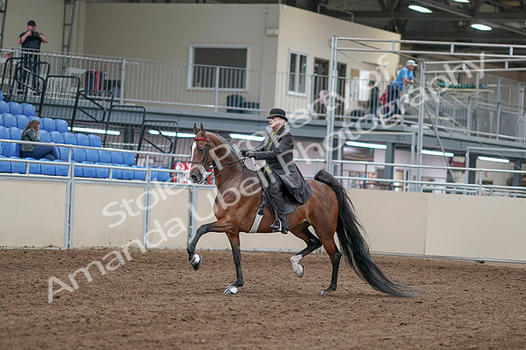 2020 - AB Morgan Horse - Fri, Sept 04 - 09524