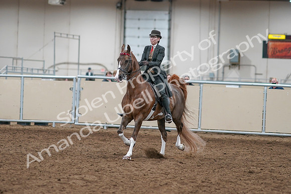2020 - AB Morgan Horse - Sat, Sept 05 - 12940