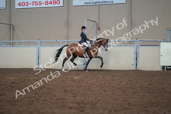 2019 Morgan Horse Show - Aug 30, 2019 - 20902
