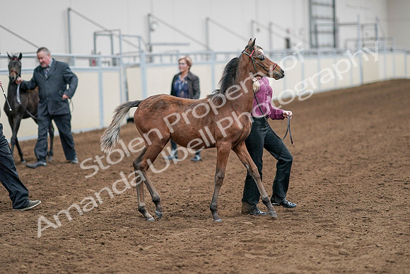 2020 - AB Morgan Horse - Sat, Sept 05 - 00504