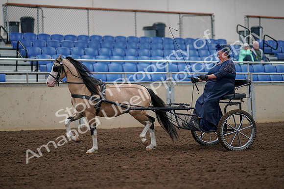 2019 Morgan Horse Show - Aug 30, 2019 - 13209