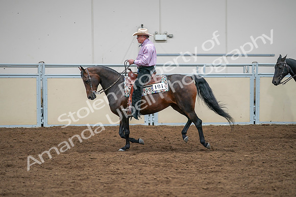 2020 - AB Morgan Horse - Sat, Sept 05 - 05653