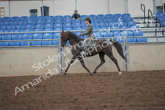 2019 Morgan Horse Show - Aug 30, 2019 - 15407
