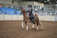 2020 - AB Morgan Horse - Fri, Sept 04 - 09504