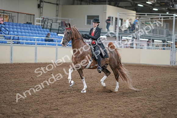 2020 - AB Morgan Horse - Fri, Sept 04 - 09504