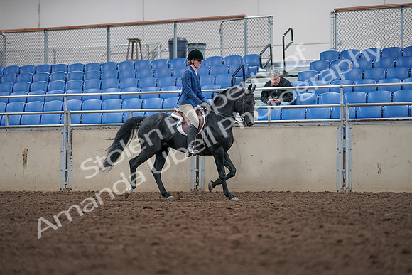 2019 Morgan Horse Show - Aug 31, 2019 - 16697